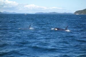 Orca whale watching, Port McNeill, BC.jpg