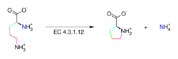 Ornithine cyclodeaminase.svg