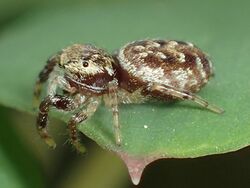 Pelegrina proterva female.jpg