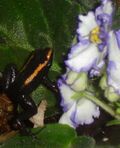 Phyllobates Aurotaenia Red & Violets.jpg