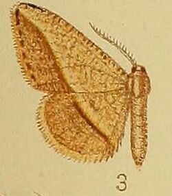 Pl.39-fig.03-Milocera arcifera (Hampson, 1910) (Tephrina).JPG