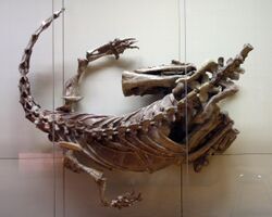 Photograph of an articulated skeleton missing the head and tail, seen from above. The animal has the limbs strongly folded in a squatting posture, the arms are spread out with the palms facing up and inward. The body and neck curve to the right, with the body making a 40° curve and the neck a 110° curve. The trunk is compressed, which can be seen from the shoulder blades sticking straight up and the ribs being folded backwards. All sediment that is not necessary to keep the bones of the body and neck connected has been removed.