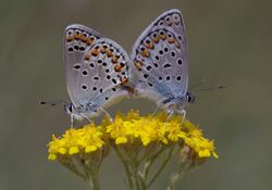 Plebejus carmon.jpg