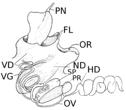 Pleurobranchus areolatus reproductive system.png