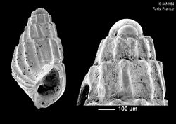 Polemicella saurini (MNHN-IM-2016-924).jpeg