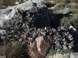 Protea recondita Chris Vynbos iNat34060958.jpg