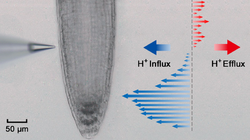 Proton influx efflux flux profile Arabidopsis root NMT Non-invasive Micro-test-Technology.png