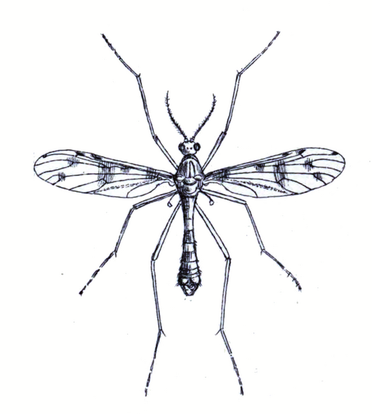 File:Ptychoptera contaminata male Walker 1856 plate-XXVIII.png