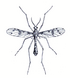 Ptychoptera contaminata male Walker 1856 plate-XXVIII.png