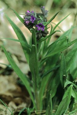 Pulmonaria angustifolia0 eF.jpg