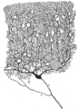 Purkinje cell by Cajal