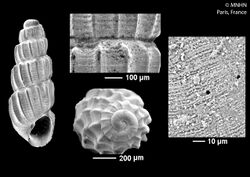 Pyrgulina tenerrima (MNHN-IM-2016-844).jpeg