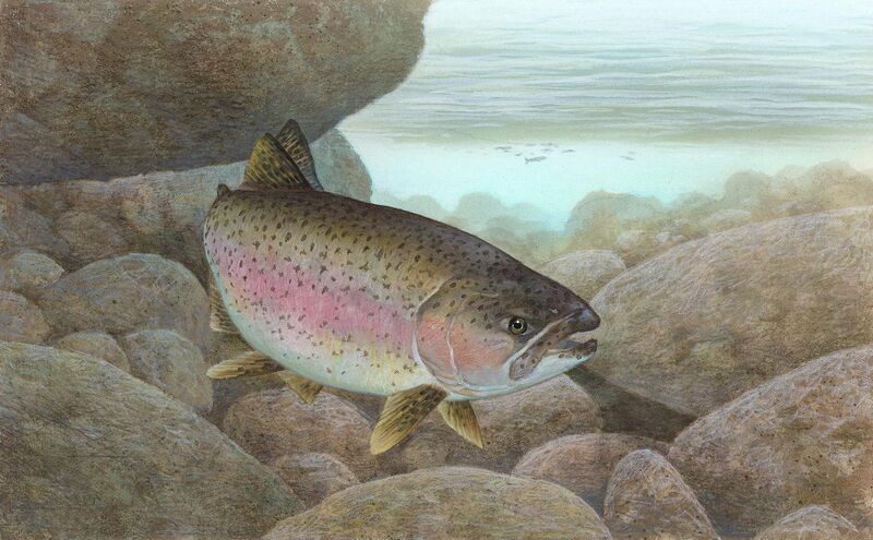 File:Rainbow trout FWS 1.jpg