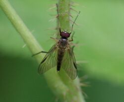 Rhagio lineola (Small fleck-winged Snipefly) - male - Flickr - S. Rae.jpg