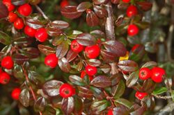 Rosaceae - Cotoneaster dammeri.JPG