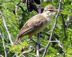 Nightingale reed warbler acrocephalus luscinius on saipan in 2012 by devon pike.jpg