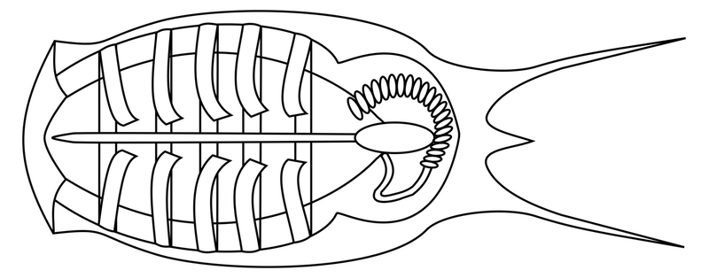 File:Salpa scheme.png