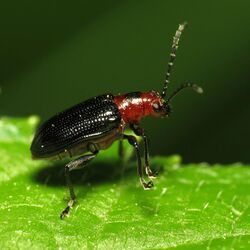 Say's Leaf Beetle (14455709135).jpg