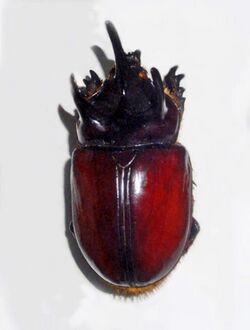 Scarabaeidae - Strategus species.jpg