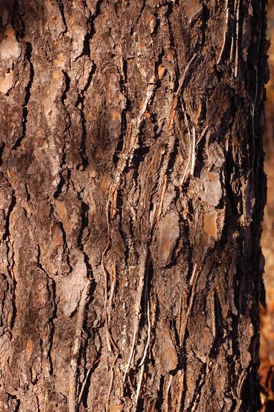 File:Scrub Pine Pinus virginiana Trunk Bark 2000px.jpg