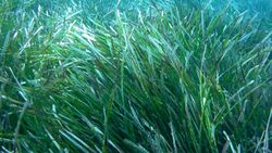 Seagrass 2.jpg