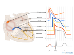 Shapes of the cardiac action potential in the heart.svg
