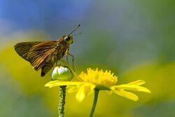 Skipper Butterfly (6969066183).jpg