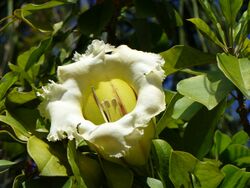 Solandra grandiflora.jpg