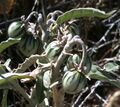 Solanum elaeagnifolium berries.jpg