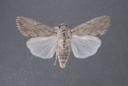 Spodoptera albula.jpg