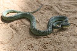 Sri Lanka Green Pit Viper.jpg