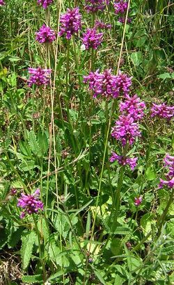 Stachys officinalis3.jpg