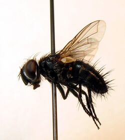 Staurochaeta is a genus of parasitic flies in the family Tachinidae.