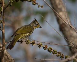 Striated Bulbul.jpg