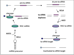 ta-siRNA biogenesis in arabidopsis.