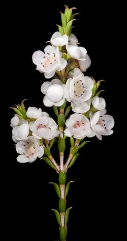 Thryptomene australis subsp. australis - Flickr - Kevin Thiele.jpg