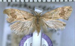 Tingena penthalea lectotype.jpg