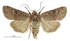 Tmetolophota hartii female.jpg