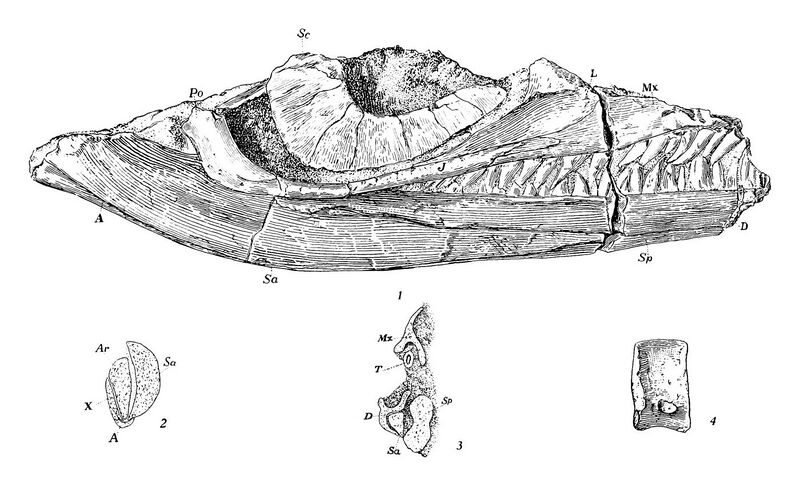 File:Toretocnemus zitteli Skull.jpg