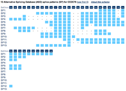 Transcript Variants of CCDC78 according to AceView.png