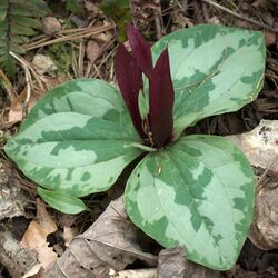 Trillium-decumbens-habit-square.jpg