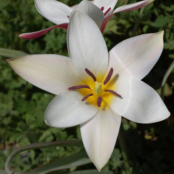 File:Tulip Tulipa clusiana 'Lady Jane' Rock Ledge Flower 2000px.jpg