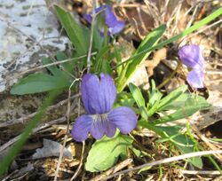 Viola egglestonii.jpg