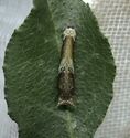 An early instar of Papilio polytes, resembles a bird dropping.