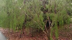 Weeping tea tree (Leptospermum madidum).jpg