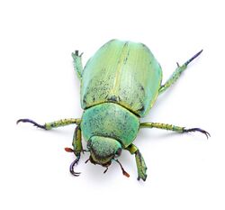 Wood's Jewel Scarab (Scarabaeidae, Chrysina woodi) (29502816602) cropped.jpg