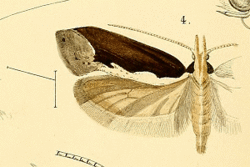 Ypsolopha leuconotella.gif