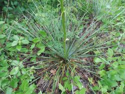 Yucca louisianensis.jpg