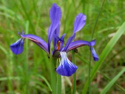 Синтенисова перуника Iris sintenisii.jpg
