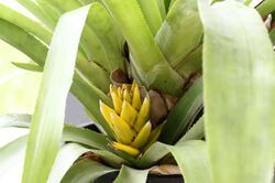 20100821 Aechmea nidularioides.jpg